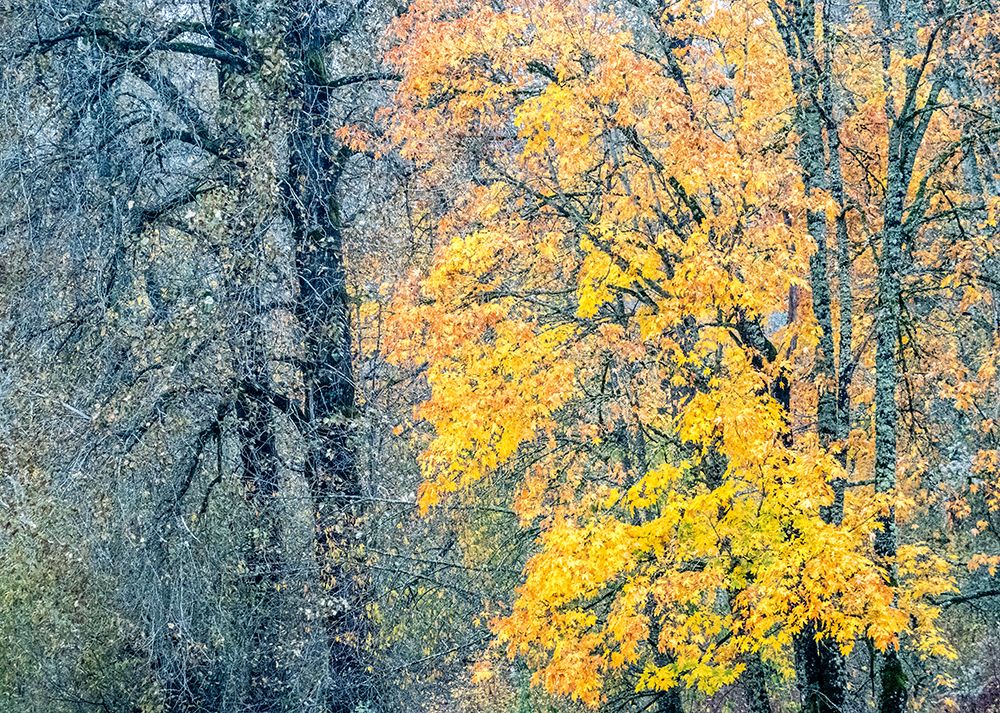 USA-Washington State-Preston-Cottonwoods and Big Leaf Maple trees in fall colors